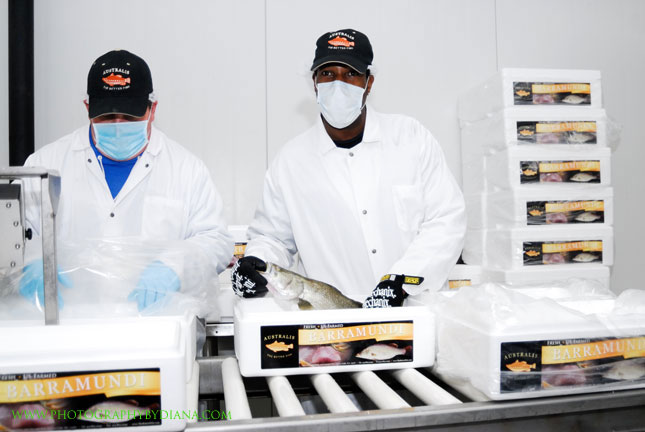 Barramundi Packing Room ** This photograph is copyrighted and protected, visit www.photographybydiana.com for more information  **   